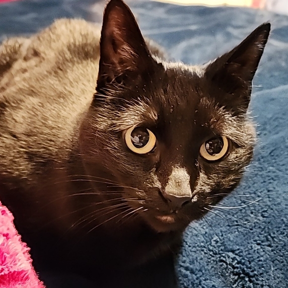 Meet your Posher, Jenny A.K.A GothMama 😘💜🦇 - Picture 13 of 16